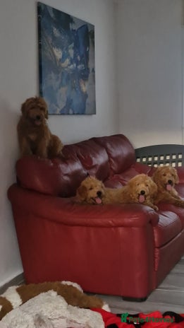 Mixed Breed dogs - Advert 1