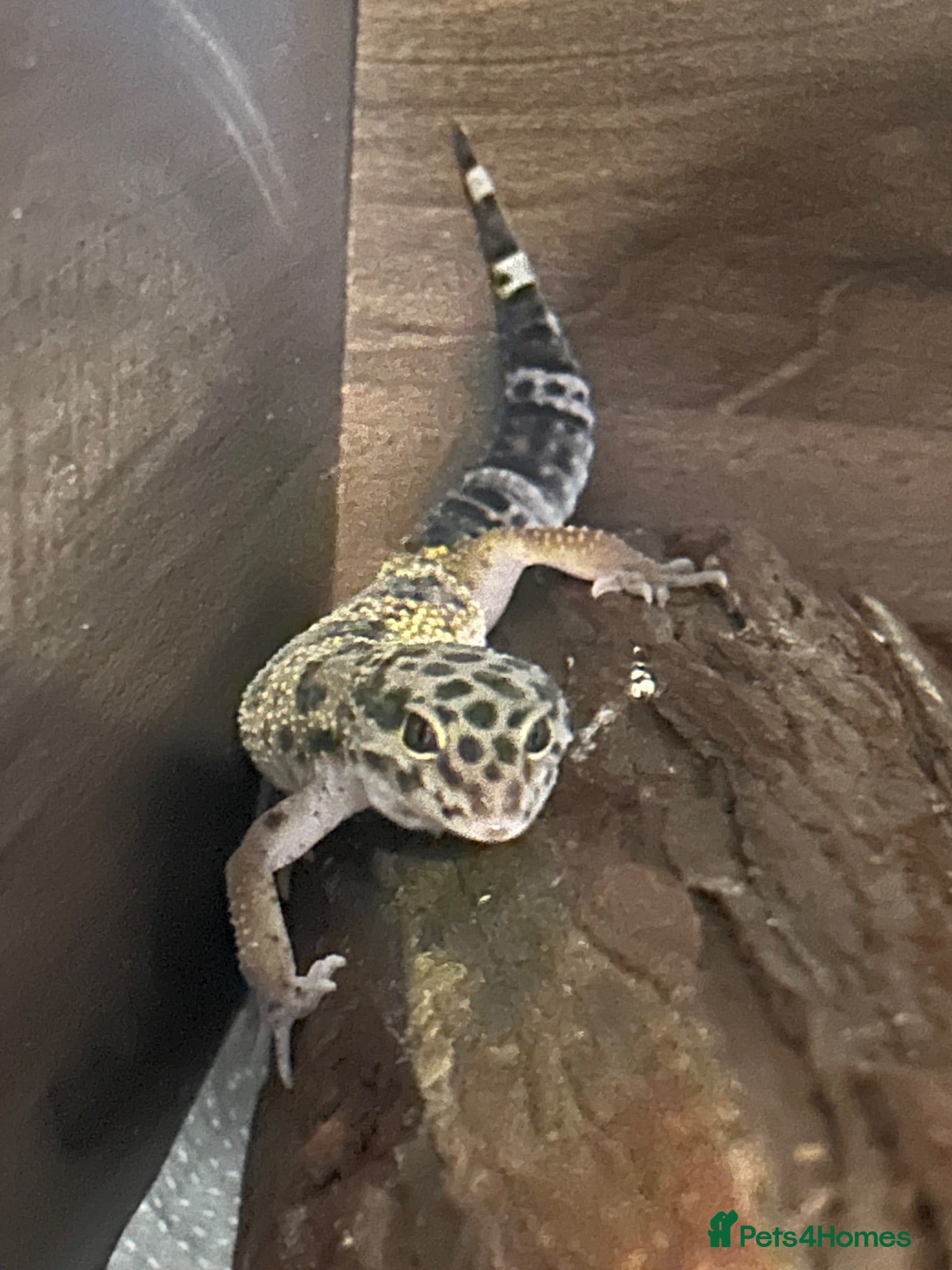 Leopard Gecko reptiles Young Leopard Gecko plus full vicarious set up - Advert 1