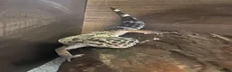 Leopard Gecko reptiles for sale: Young Leopard Gecko plus full vicarious set up in York - Advert 1