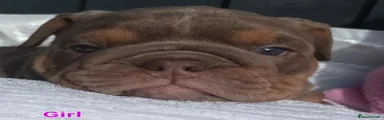 English Bulldog 5