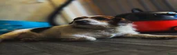 Jack Russell dogs for sale: Male jack Russel  in Hawick - Advert 4
