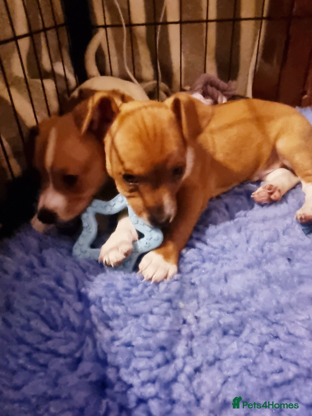 Mixed Breed dogs for sale: 3/4 jack Russell  1/4 chihuahua  - Image 6
