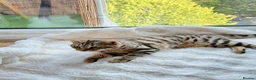 Bengal cats for sale: 🐆 STUNNING BENGAL CROSS FEMALE  - Advert 10