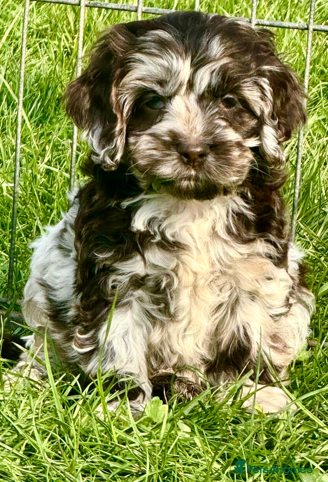 Cockapoo dogs Chocolate merl cockapoo puppies READY NOW  - Advert 2