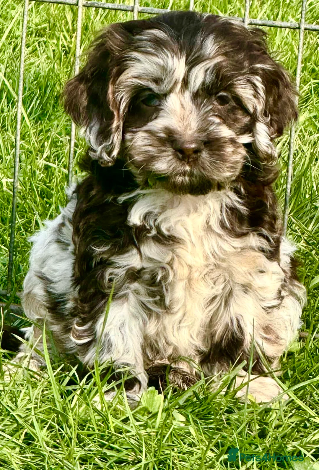 Cockapoo dogs for sale: Chocolate merl cockapoo puppies READY NOW  in Doncaster - Advert 2