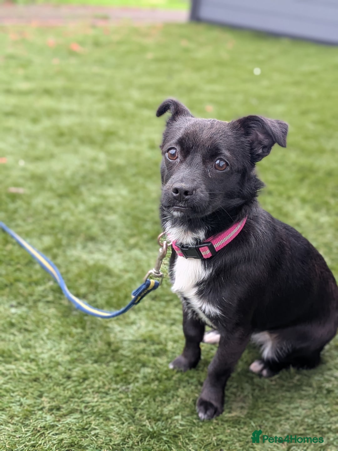 Mixed Breed dogs for sale: 8 month jack Russell/ chihuahua  - Advert 2