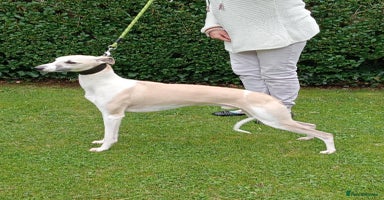 Whippet dogs - Advert 13