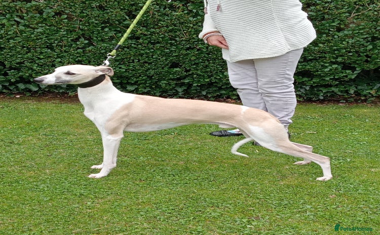 Whippet dogs - Advert 2