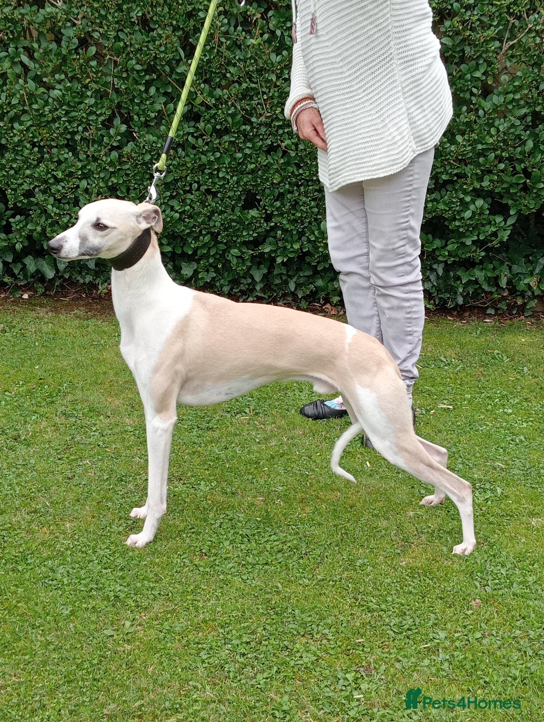 Whippet dogs for sale: STUNNING LITTER OF KC REGISTERED WHIPPET PUPPIES  - Image 2