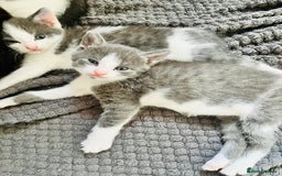 Mixed Breed cats for sale: Gorgeous Grey/White Black/White Kittens - Image 1
