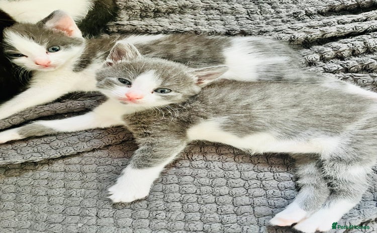 Mixed Breed cats - Advert 11