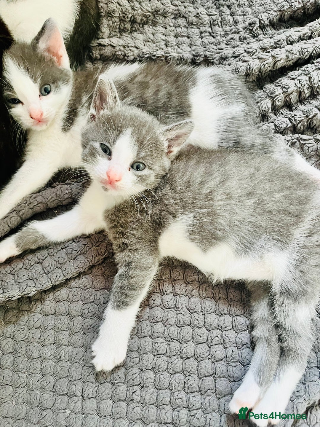 Mixed Breed cats for sale: Gorgeous Grey/White Black/White Kittens - Image 1
