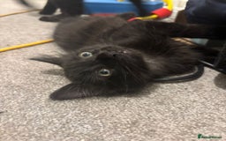 Mixed Breed cats for sale: 7 all black kittens - Image 13