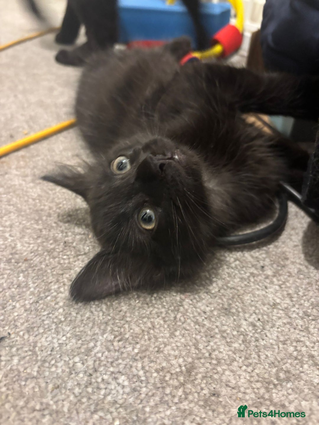 Mixed Breed cats for sale: 7 all black kittens - Image 13