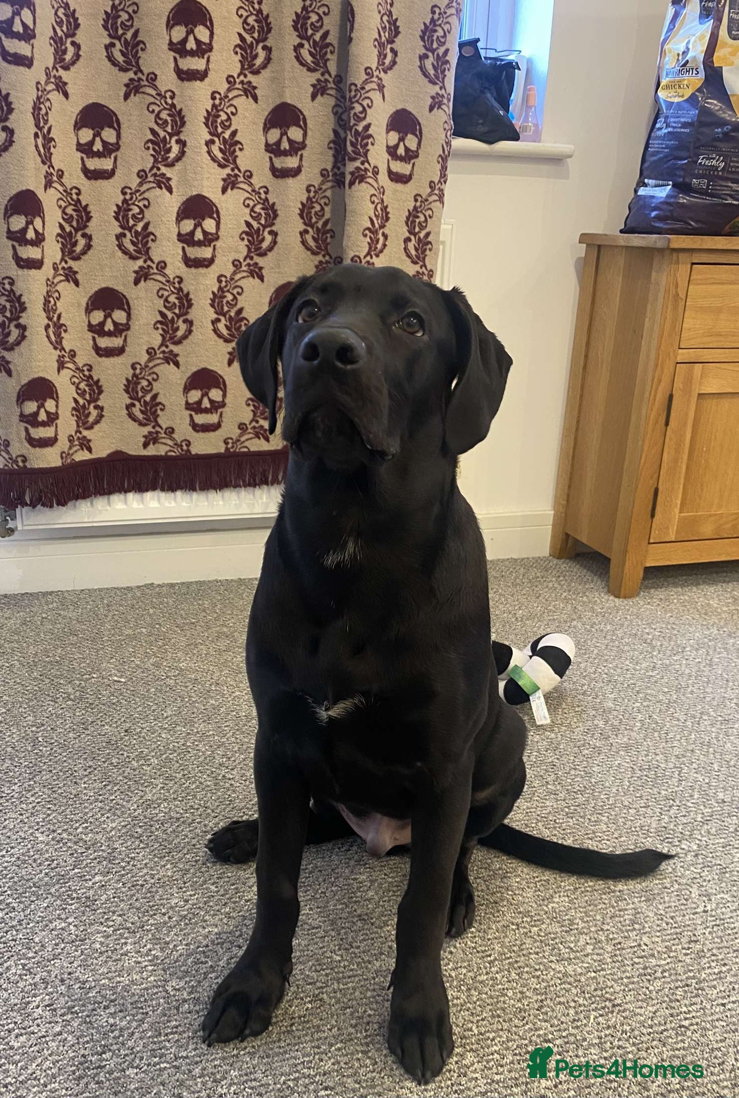 Mixed Breed dogs Loki labrador cross  - Advert 1