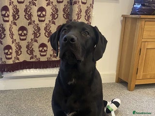 Mixed Breed dogs Loki labrador cross - Advert 1
