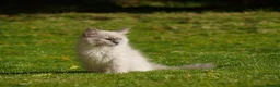 Ragdoll cats for sale: Beautiful ragdolls READY TO LEAVE FOR NEW HOME  - Advert 21