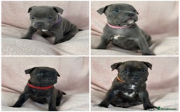 Staffordshire Bull Terrier dogs for sale: 🩷🩷🩷🩵Beautiful blue brindle Staffy pups🩷🩷🩷🩵 - Image 1
