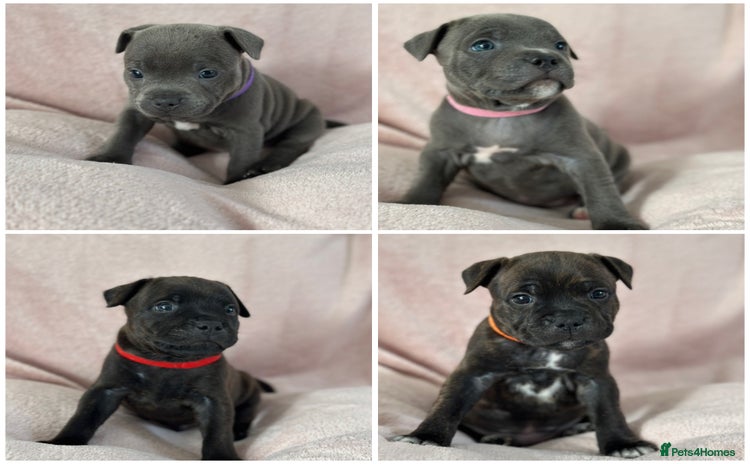 Staffordshire Bull Terrier dogs - Advert 1