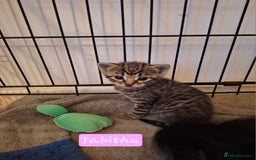 Domestic Shorthair cats for sale: Babies ready for their new homes NOW 🥰 - Image 5