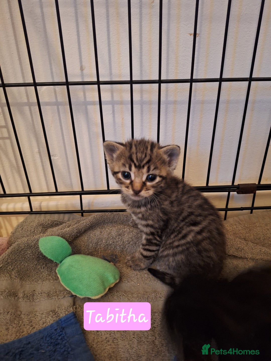 Domestic Shorthair cats for sale: Babies ready for their new homes NOW 🥰 - Image 5