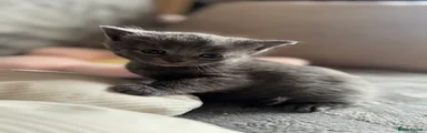 British Shorthair Kitten 1