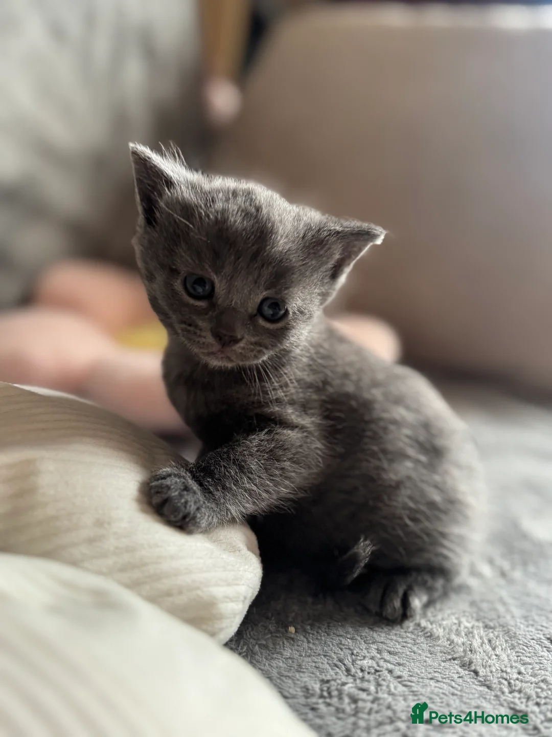 British Shorthair cats for sale: British short hair  - Advert 2