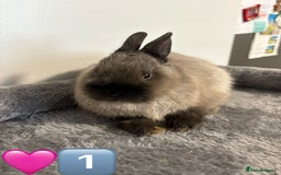 Netherland Dwarf rabbits for sale: * READY NOW x 3 x NETHERLAND DWARF BUNNIES 🐰 🏡 * - Image 2