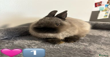 Netherland Dwarf rabbits - Advert 3