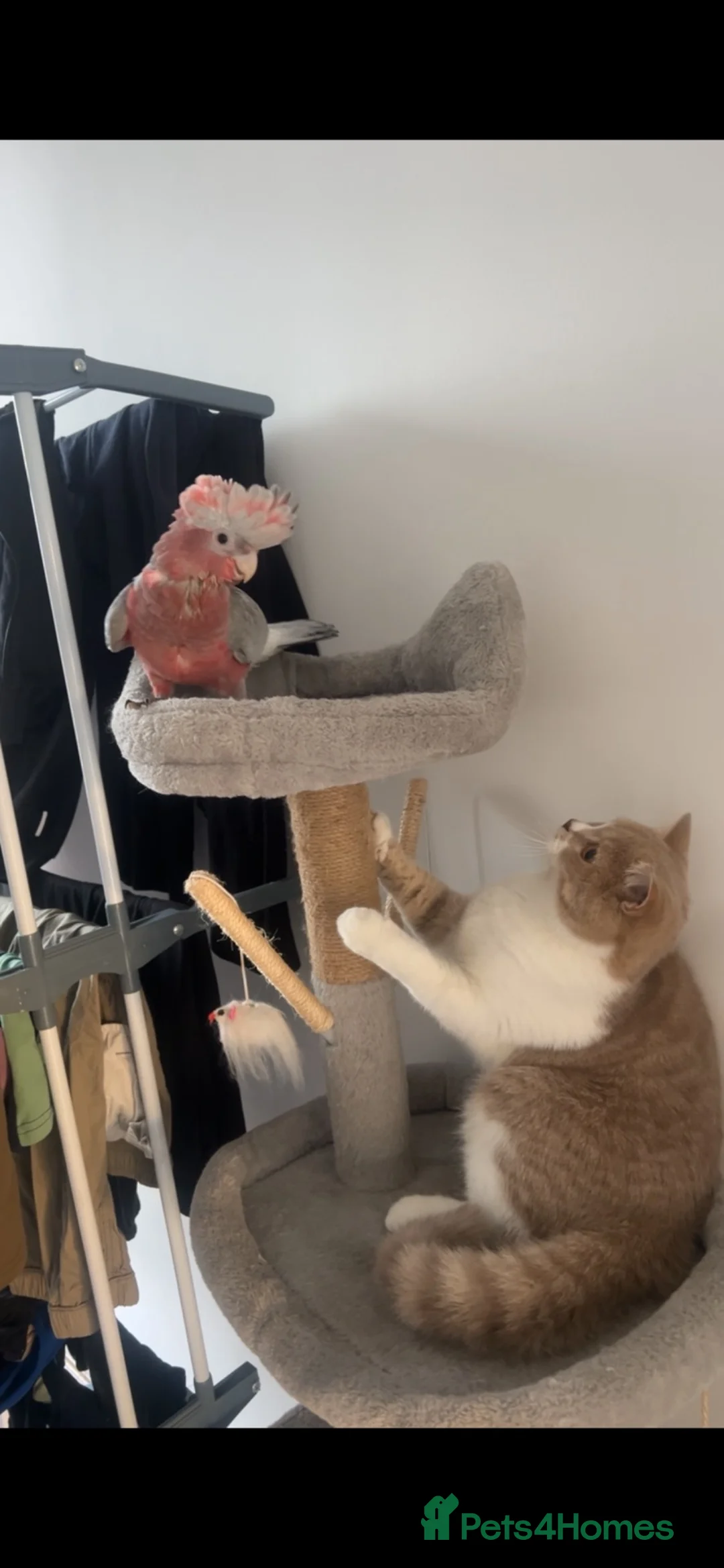 Cockatoo birds for sale: Baby Galah Cockatoo male parrot looking for home in London - Advert 2