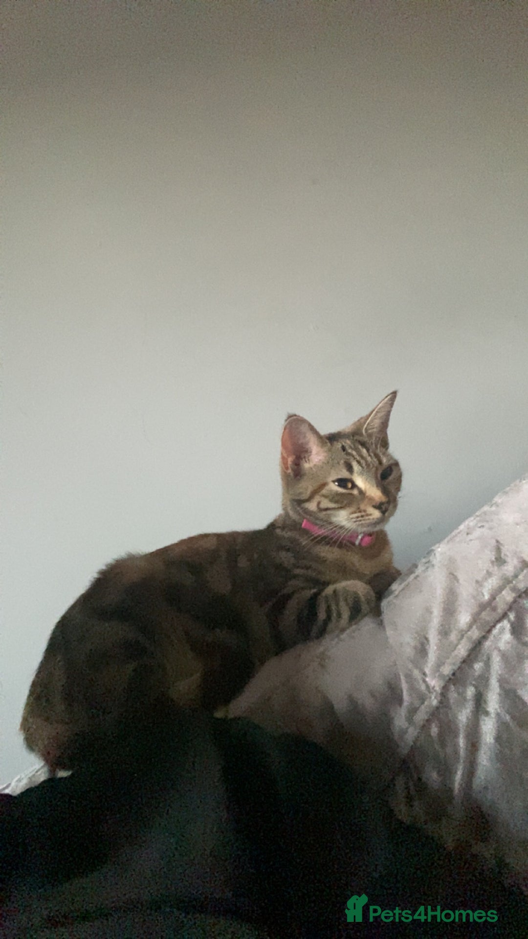 British Shorthair cats for sale: One female one male 9  months old kittens  - Image 4