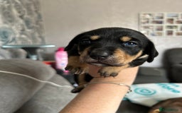 Mixed Breed dogs for sale: Husky cross dashound rare breed  - Image 13