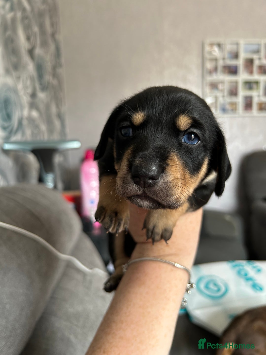 Mixed Breed dogs for sale: Husky cross dashound rare breed  - Image 13