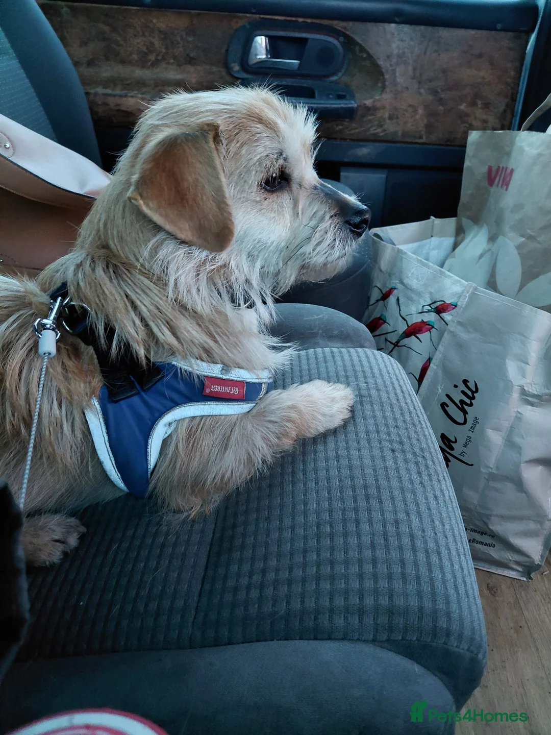 Mixed Breed dogs for adoption: 🐾TOBY, the Tiny Survivor with the Biggest Heart💛 - Advert 1