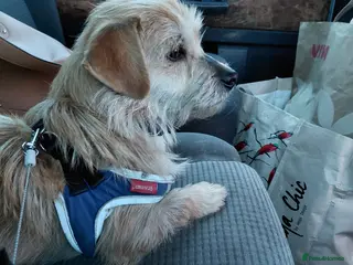 Mixed Breed dogs 🐾TOBY, the Tiny Survivor with the Biggest Heart💛 - Advert 4