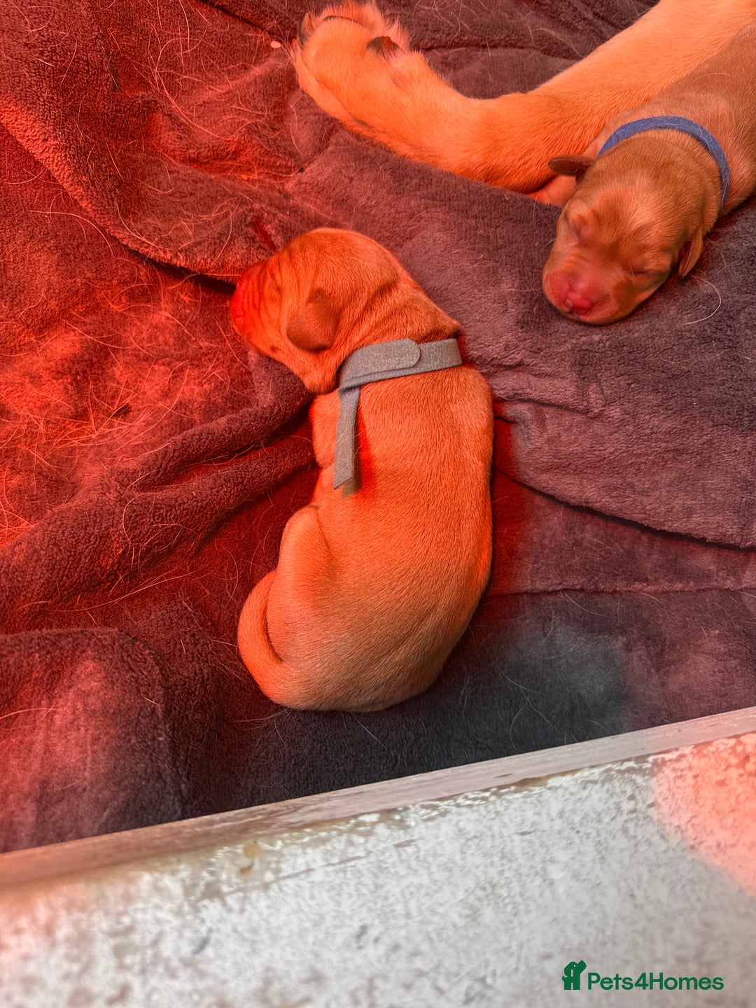 Labrador Retriever dogs for sale: Labrador puppy for Christmas? Dog for life - Image 9