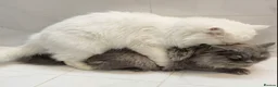 Persian cats for stud: ⭐️PERSIAN CHINCHILLA PEDIGREE PKD/FELV CLEAR STUD - Advert 15