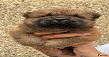 Chow Chow dogs - Advert 1