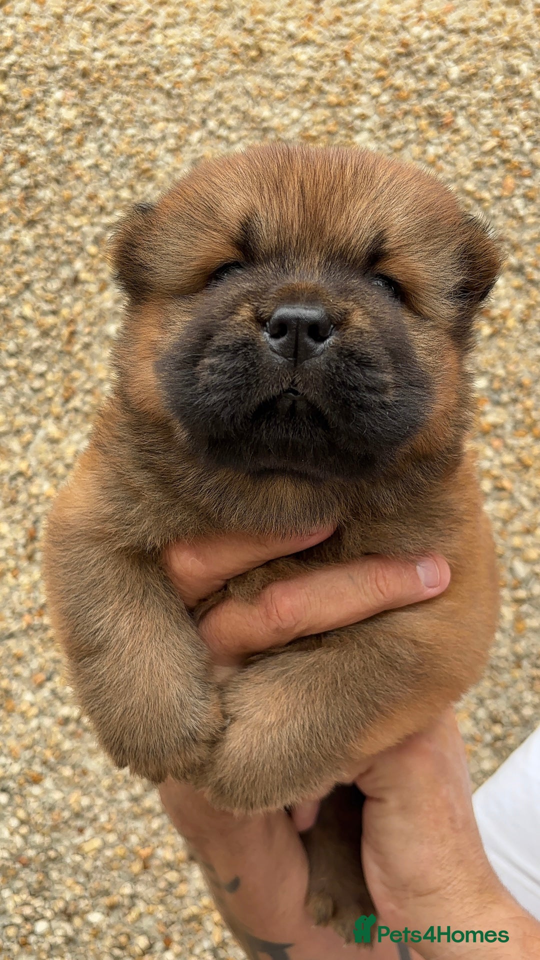 Chow Chow dogs for sale: 🐾Adorable Pedigree Chow Chow Puppies paw - Image 11