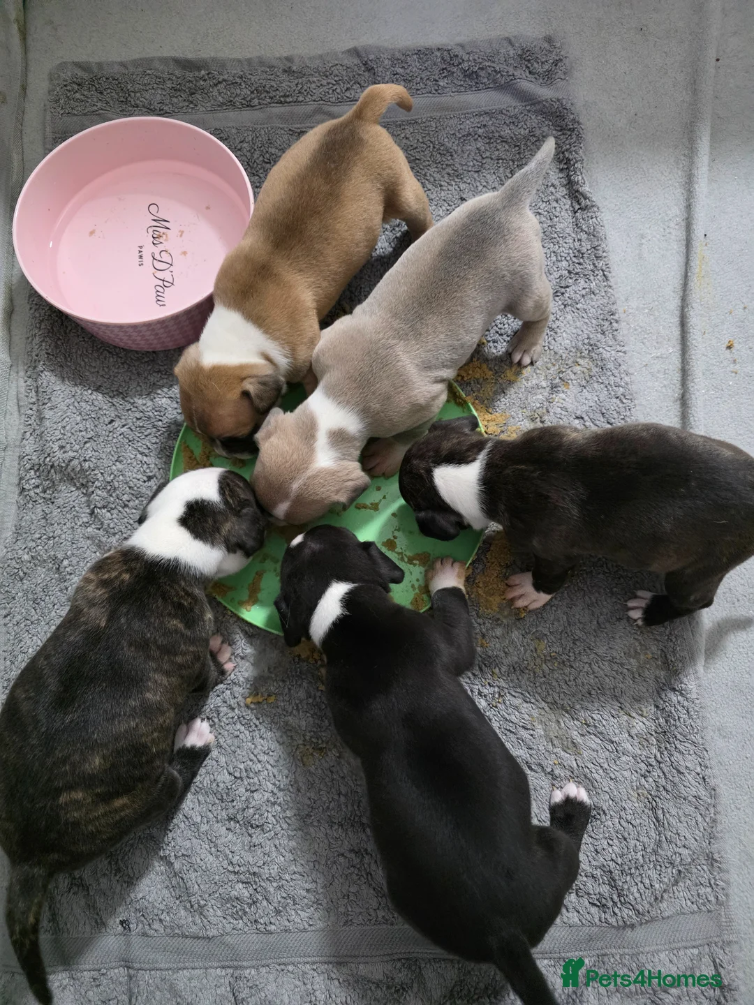 Mixed Breed dogs for sale: French bulldog x Staffordshire bull terrier - Advert 32