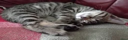 Bengal cats for sale: 4x Girls & 4x Boys – Stunning Bengal cross Kittens - Advert 33