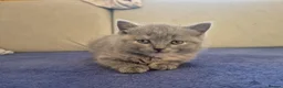 British Shorthair cats for sale: Kittens blue goy and girl in Nottingham - Advert 12
