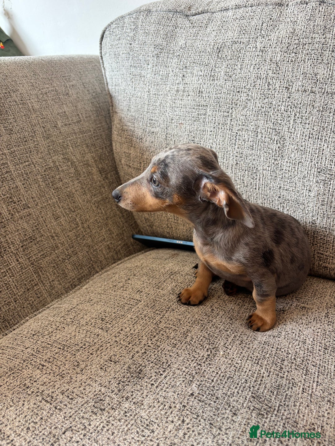 Miniature Dachshund dogs for sale: Miniature dachshund - Image 2