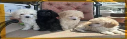 Miniature Poodle dogs for sale: Pedigree club registered Miniature poodles  - Advert 16