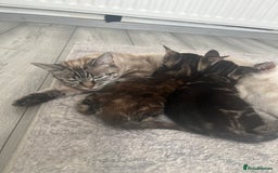 Mixed Breed cats for sale: Make and female tabby kittens for sale  - Image 16