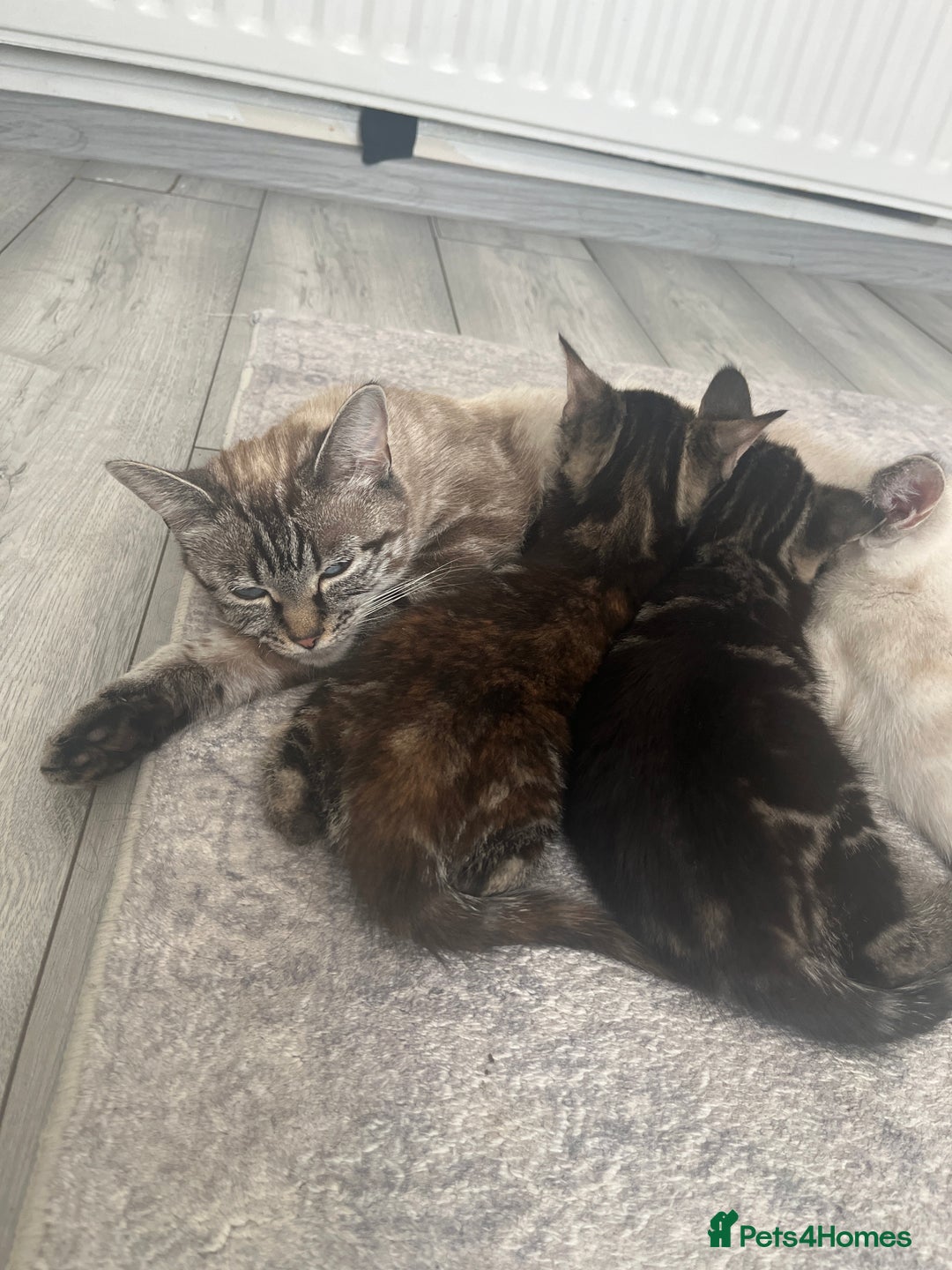Mixed Breed cats for sale: Make and female tabby kittens for sale  - Image 16