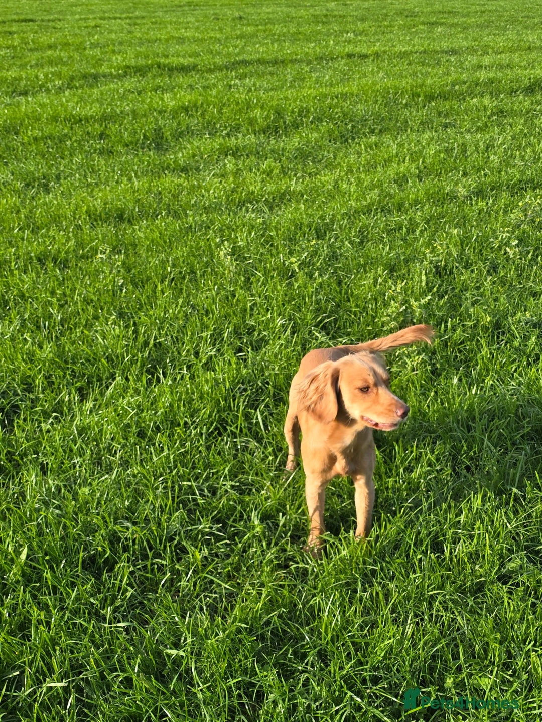 Cocker Spaniel dogs for stud: Fine specimen  - Advert 1