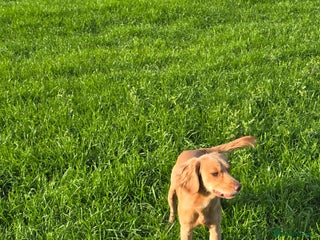 Cocker Spaniel dogs Fine specimen - Advert 4