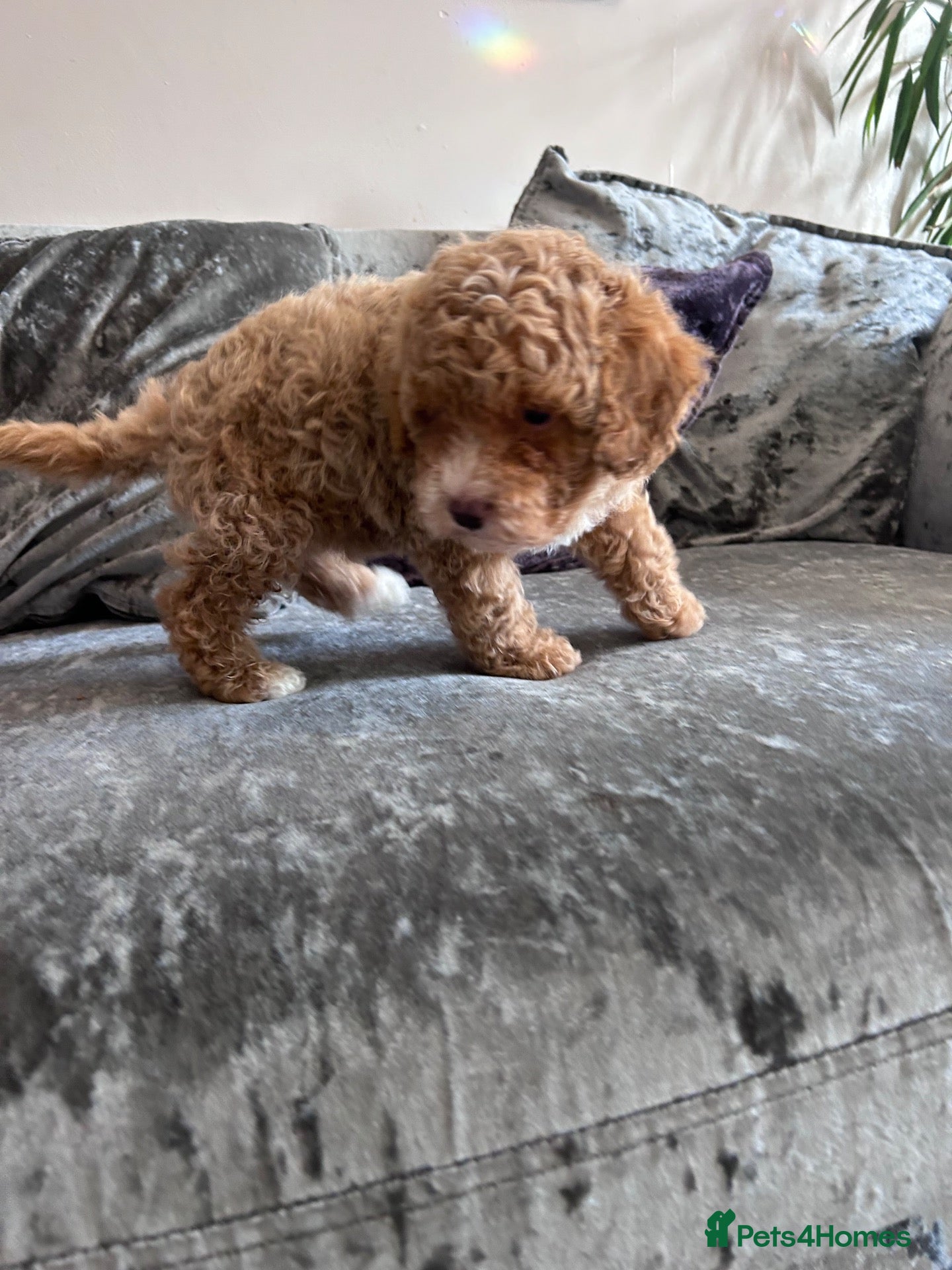 Mixed Breed dogs Toy poodle male left ready now - Advert 1