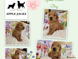 Mini Goldendoodle dogs Miniature Goldendoodle puppies available - Advert 4